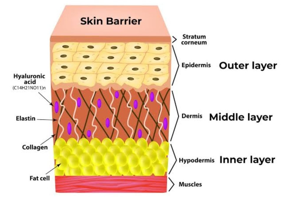 What Is the Skin Barrier?​